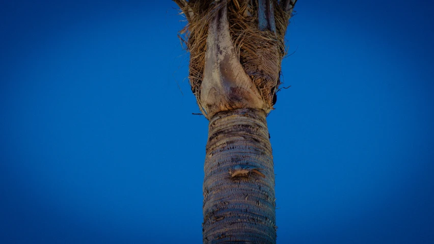 the top part of a palm tree with a lot of dirt growing in it