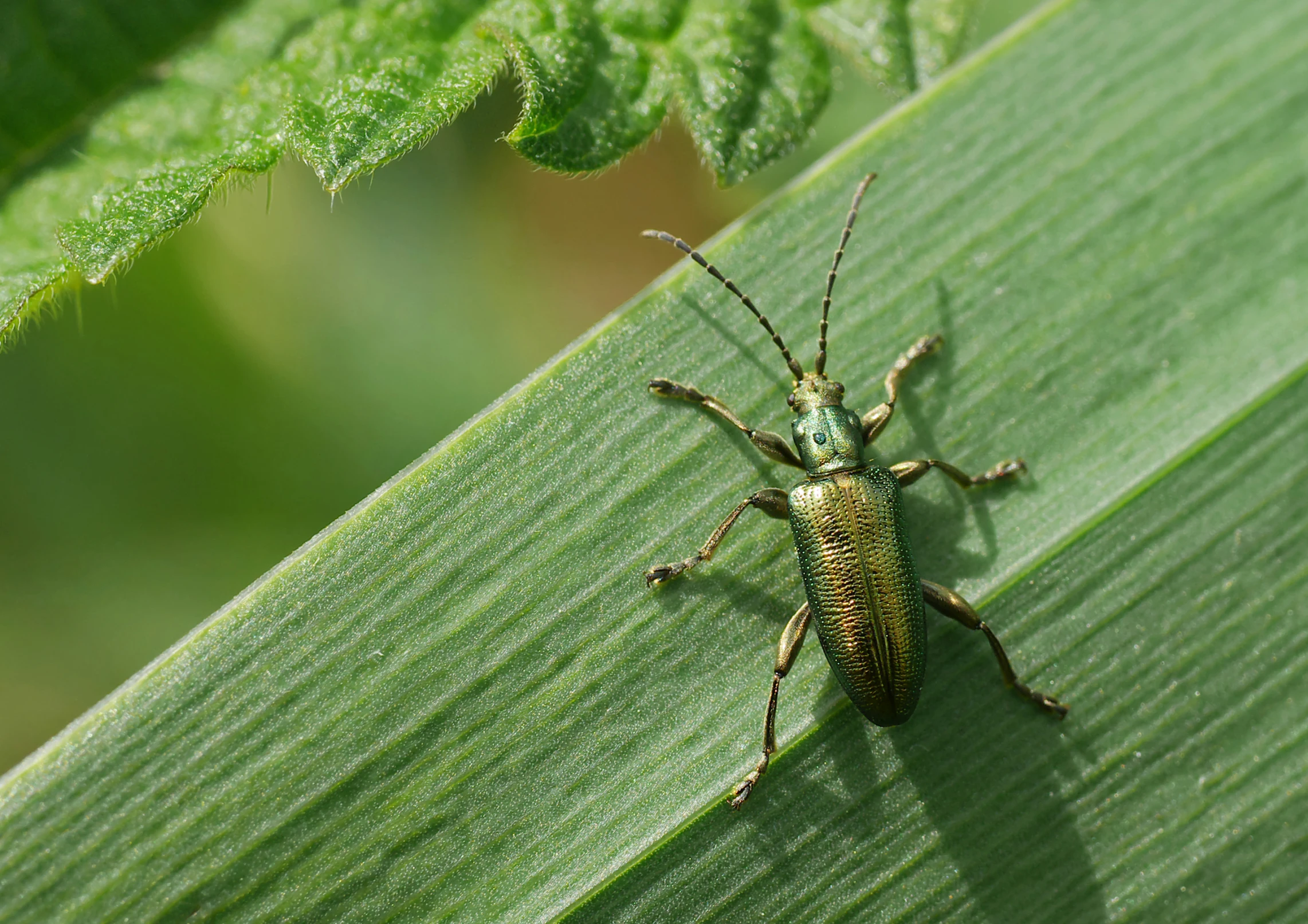 a green insect on a leaf with a blurry background