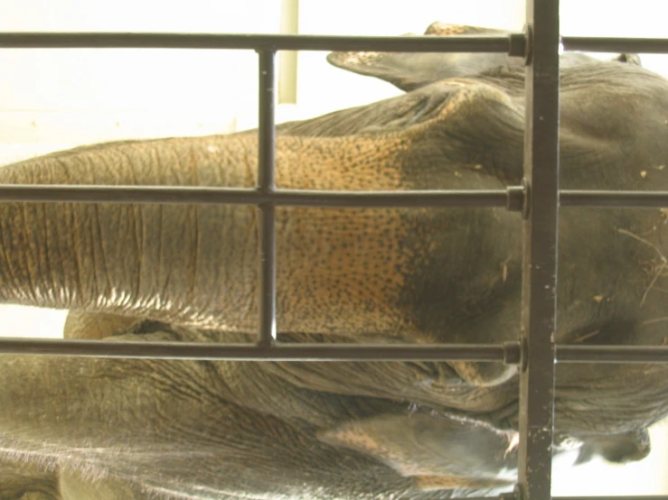 an elephant with a short trunk and a broken trunk sitting behind a bar of metal