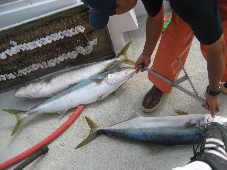 a man is using a knife to trim fish