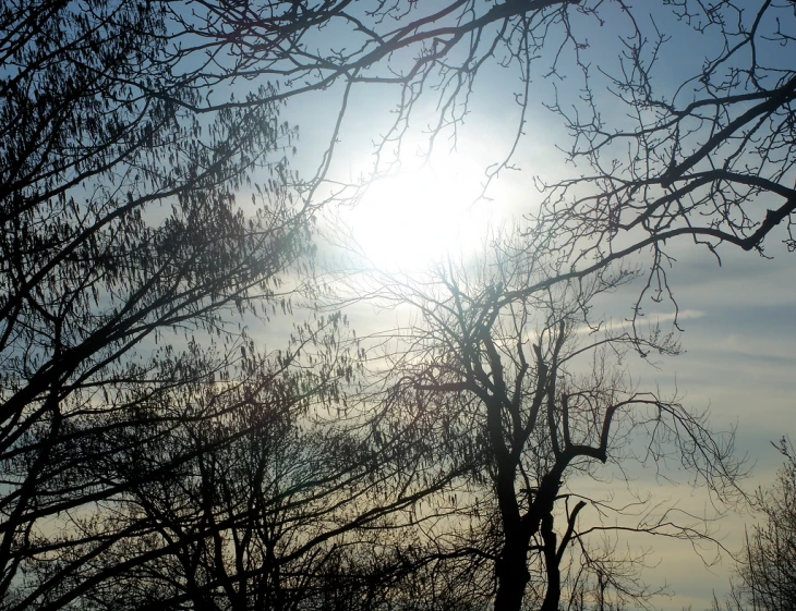 the sky is very clear above the tree tops