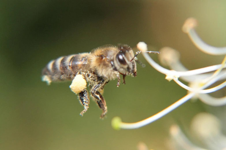 a bee is flying off of a tree