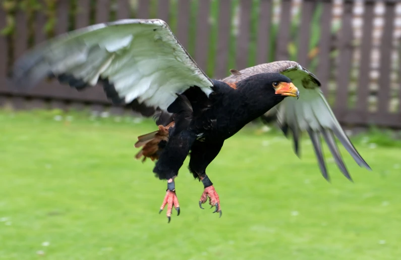 the bird is flying in the green yard