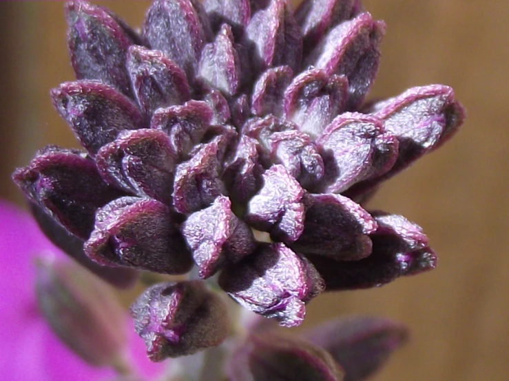 a closeup po of a purple flower in frost