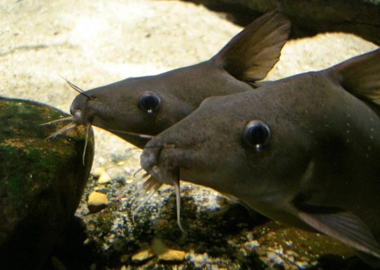two large fish sitting next to each other on a rock