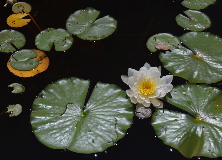 a waterlily flower is in the dark of night