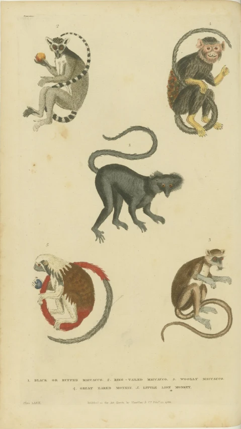 several animals depicted in old mcripts, such as monkeys and monkeys