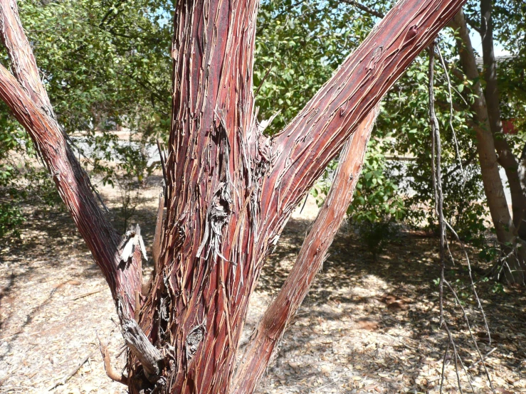 a dead tree with brown roots is standing in the dirt