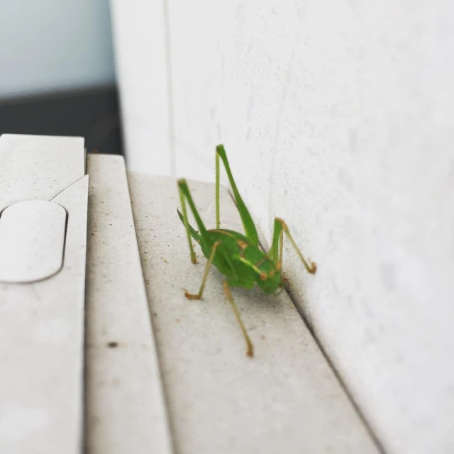 a green insect sits on the side of a white wall