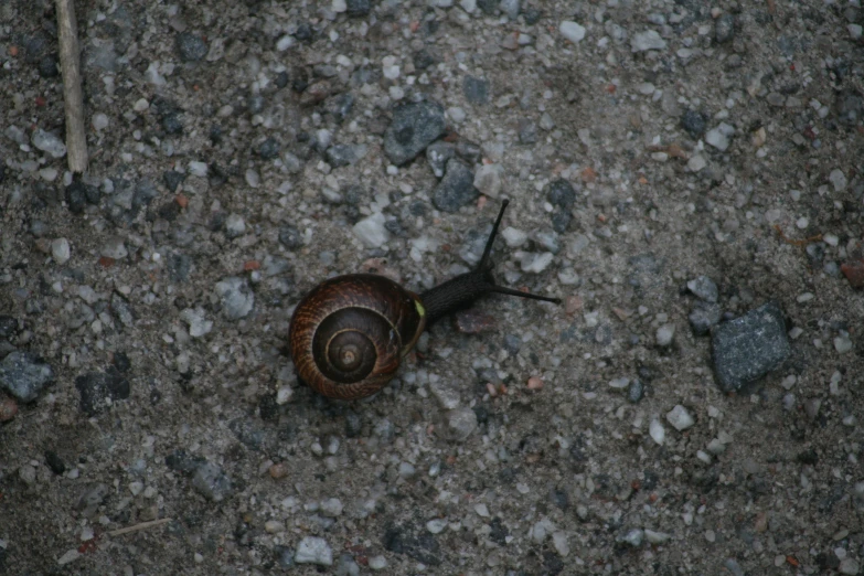 there is a snail laying on the ground next to some rocks