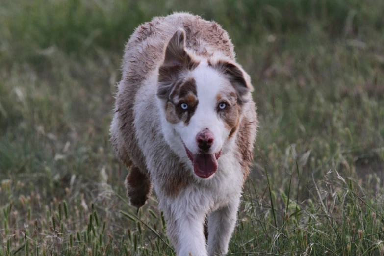 a brown and white dog walking through a field