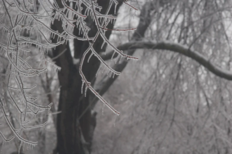 an image of a forest filled with trees and frozen ice