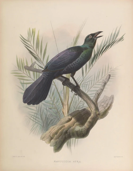 bird drawing showing two different type of feathers