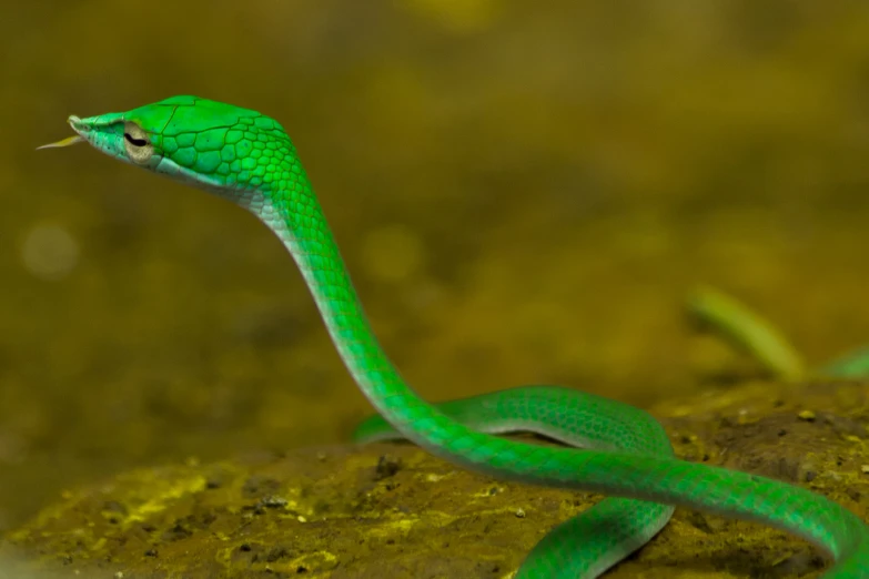 a green snake with an insect in its mouth