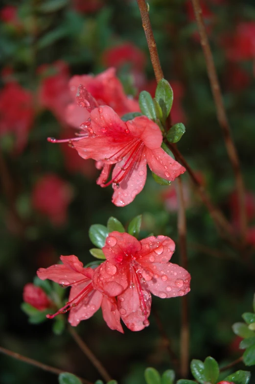 red flowers with water drops on them are in the background