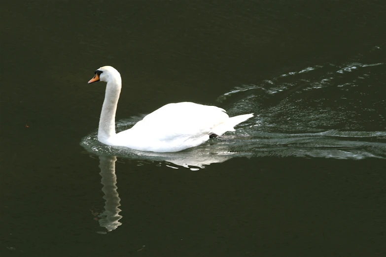 a swan is floating in the dark water