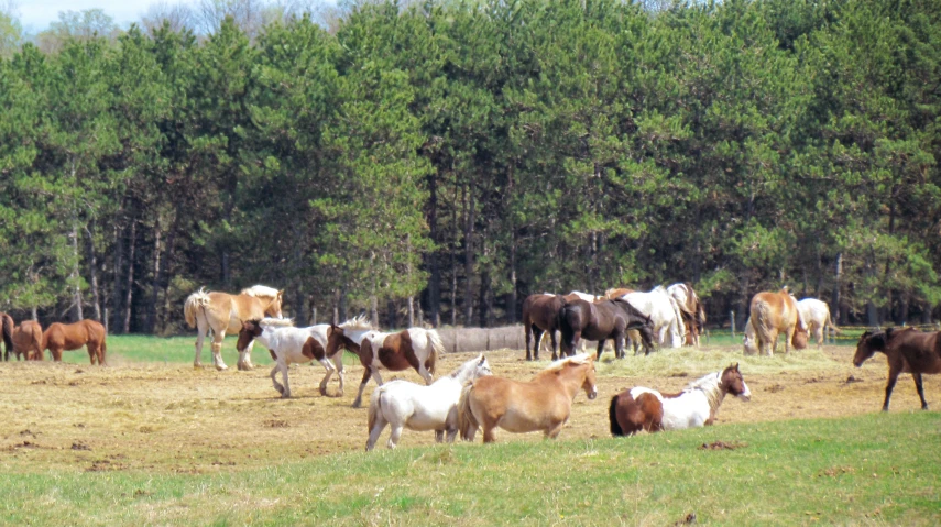 there are many horses in this field and a blue bird is flying over the grass