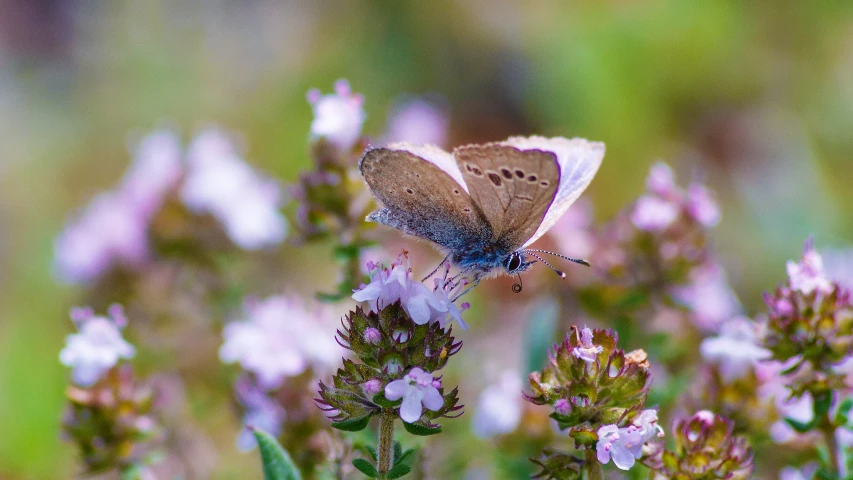 a small blue erfly is perched on a flower