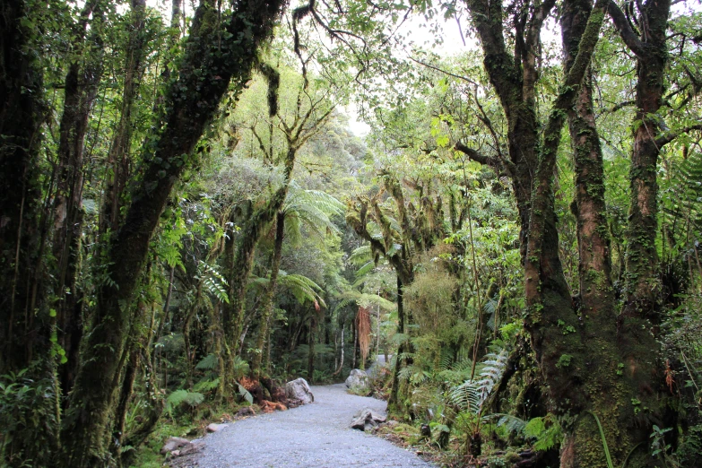 an image of a jungle street with a trail through it