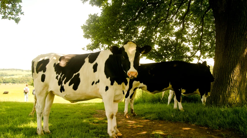 two cows are in the grass under the shade of a tree