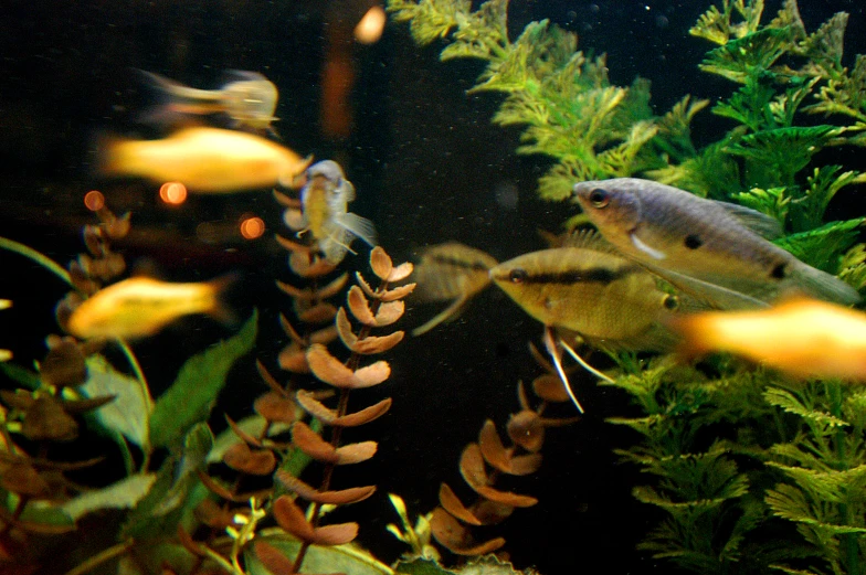 a fish swimming by plants and other plants in the water