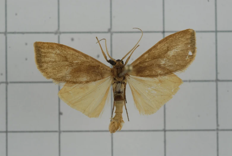 a brown erfly on a tile background