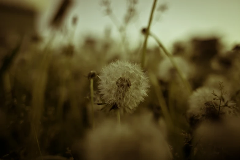 close up of a dandelion on a field