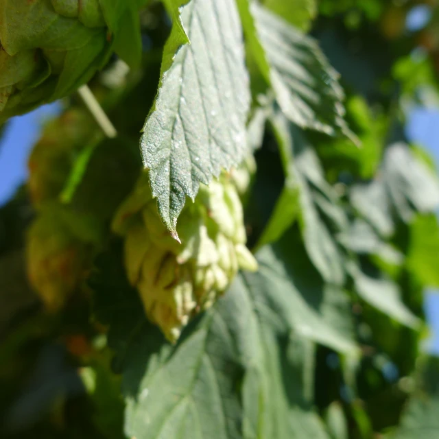 a cluster of ripe green leaves hanging on a nch