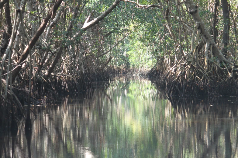 the water way between trees is a calm and peaceful place