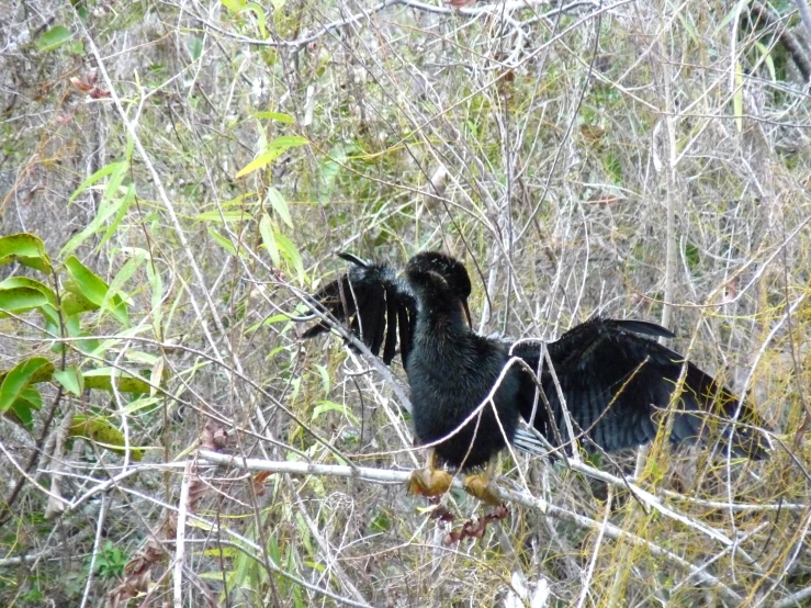 a bird is standing among the trees, with its wings extended