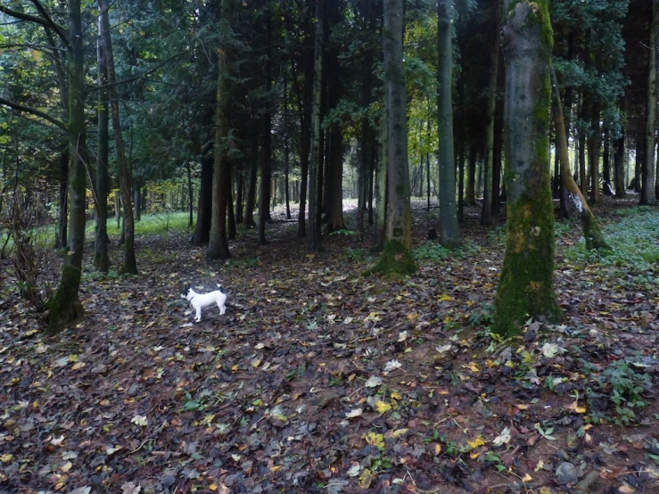 a dog is walking through the woods on the ground