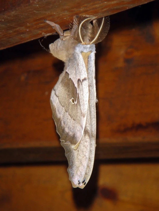 the underside of a small moth hanging upside down