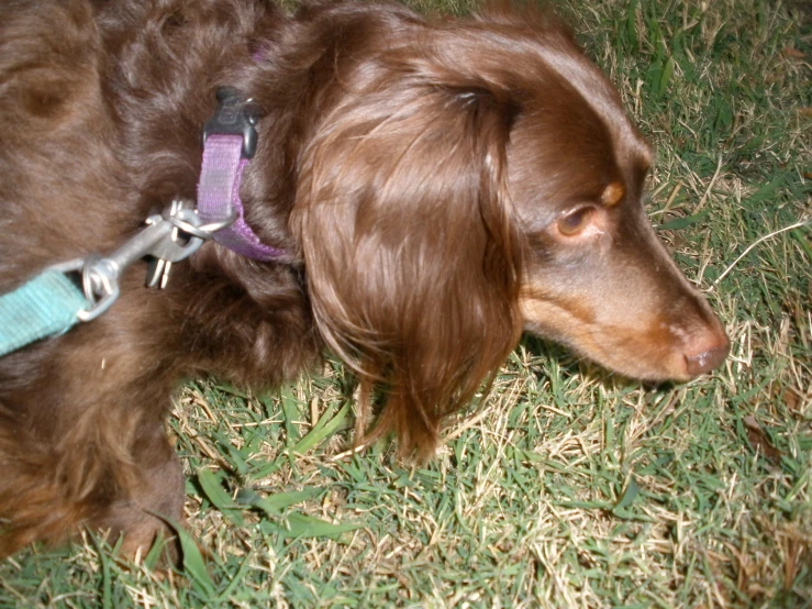 the brown dog is tied down with its collar