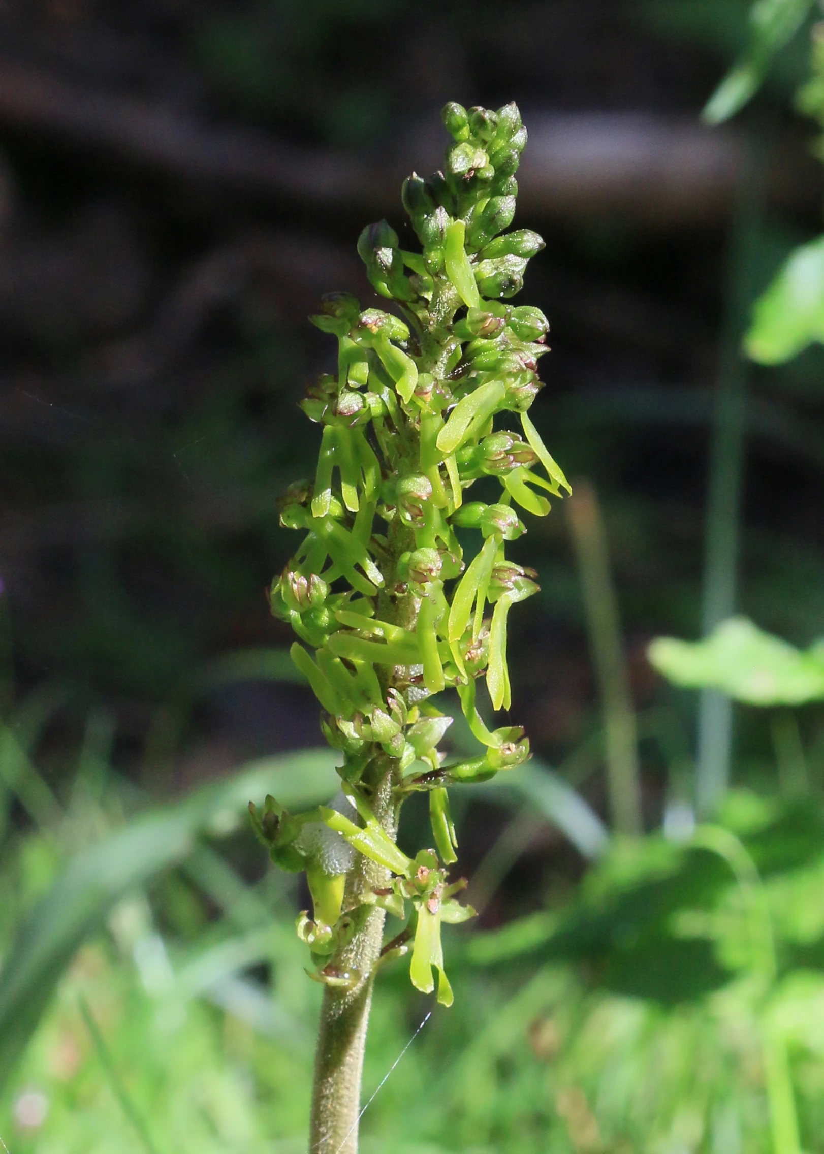 close up of the flowers of an odd looking plant