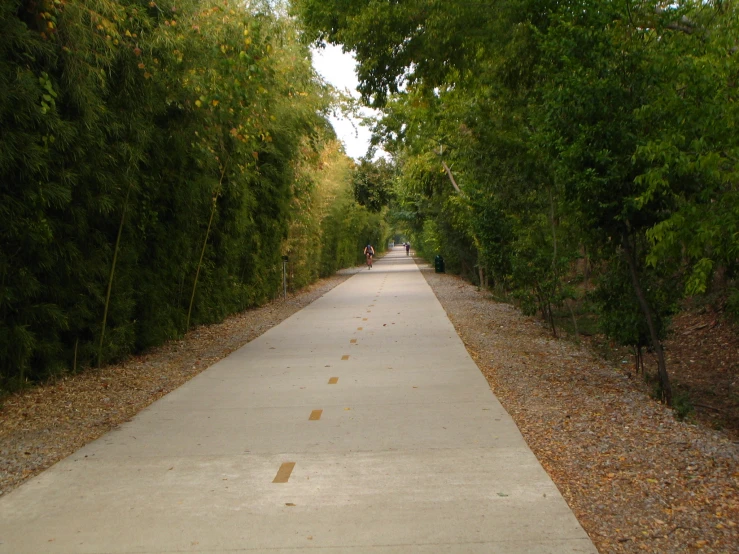 the walkway runs alongside both sides of the trees