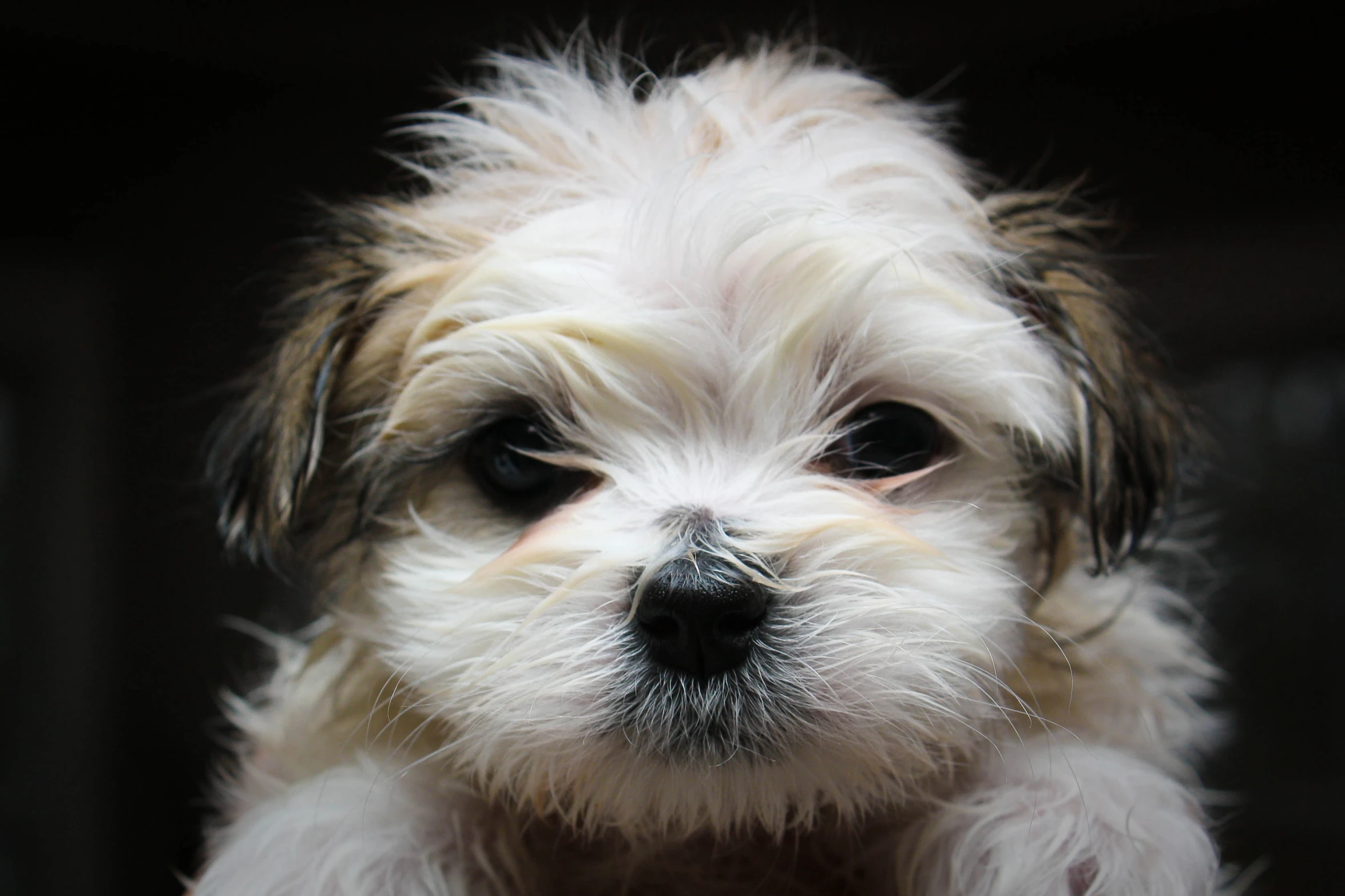 a dog is standing up looking at the camera