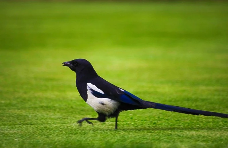 the bird is standing still in the grass