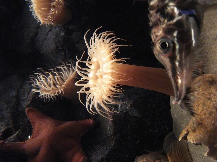 a close up of plants and animals inside of a tank