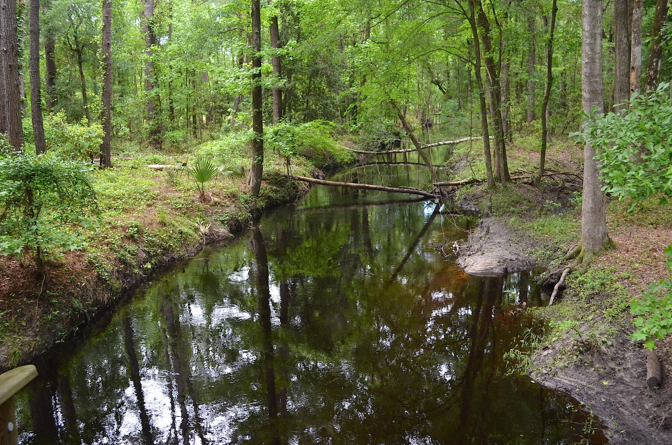 a stream running in the middle of the woods