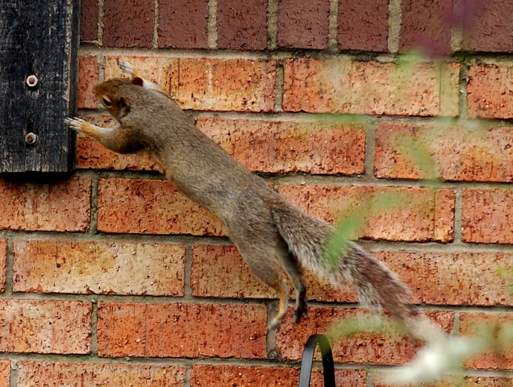 a squirrel hangs off the side of a brick wall