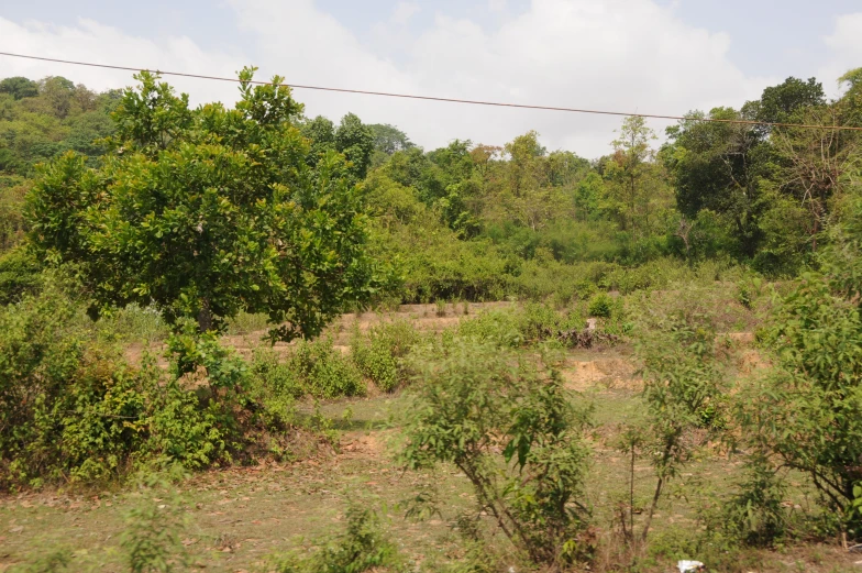 a lush, green grass field in front of trees