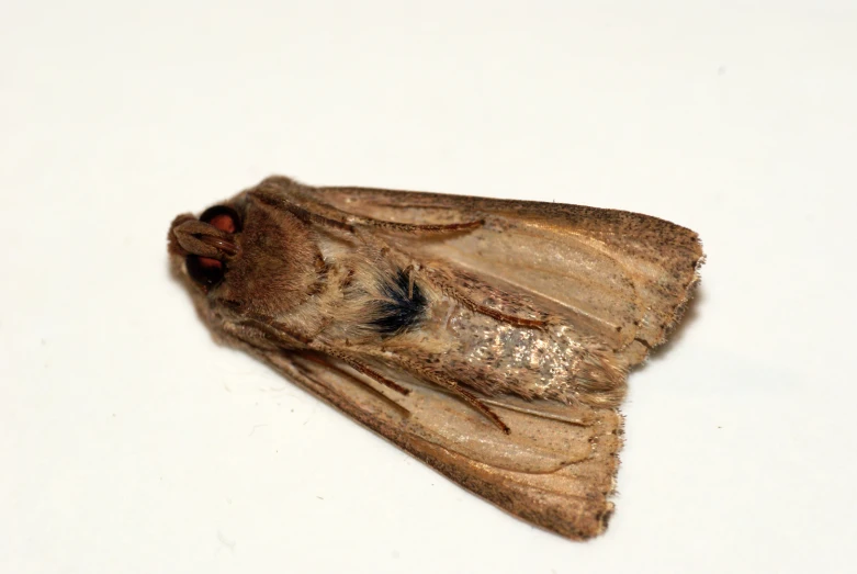 a moth with a large long wing sits on a white surface