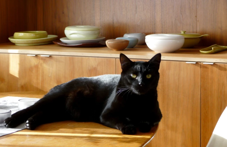 a black cat resting on top of a wooden counter