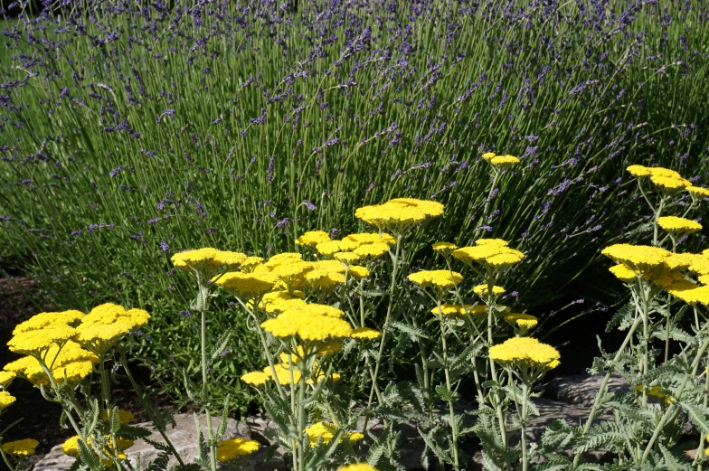 a bunch of wildflowers are in a garden