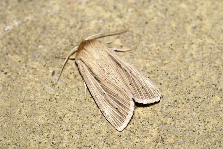 a moth is shown on the floor