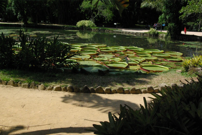 a large pond with lily pads in it