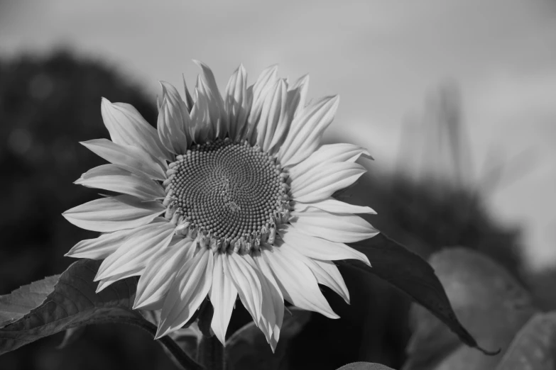 black and white pograph of a sunflower