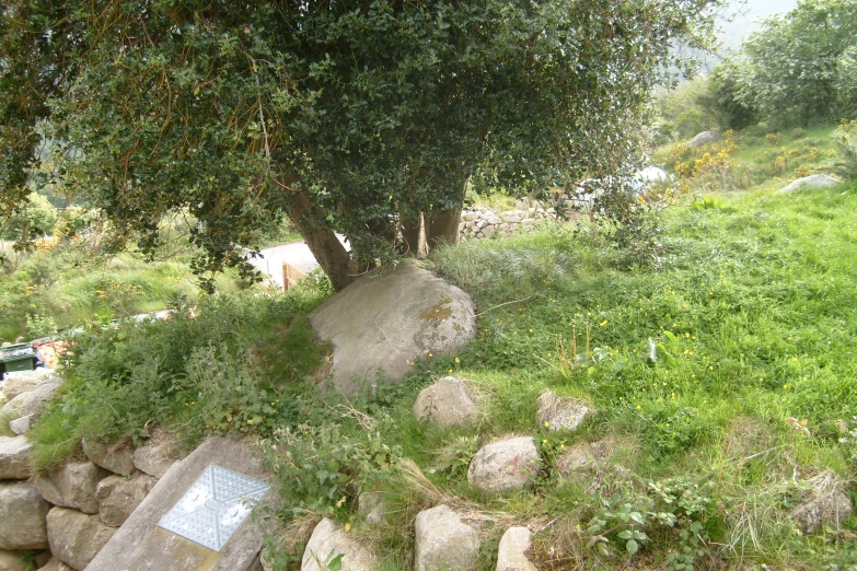 trees near a path with rocks on them