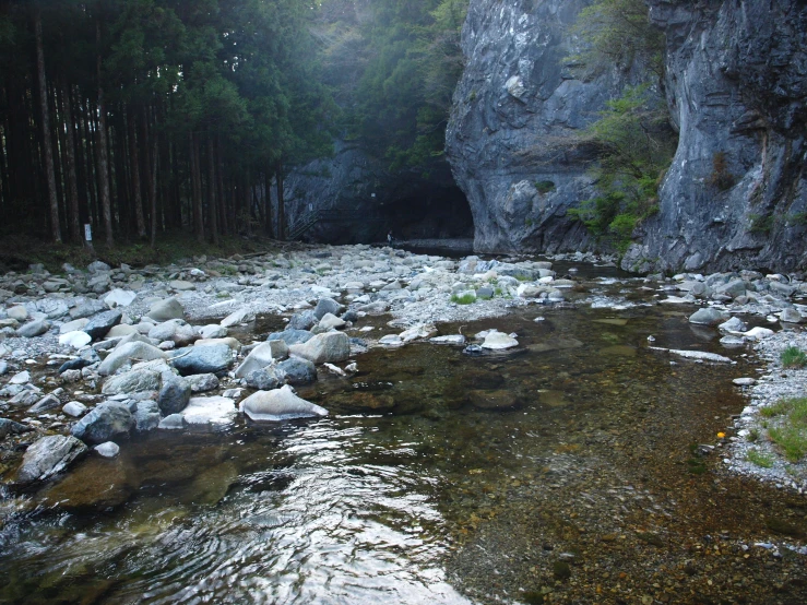 a creek flowing through a forest filled with tall trees