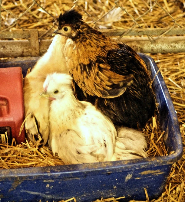 some white and brown birds in the straw